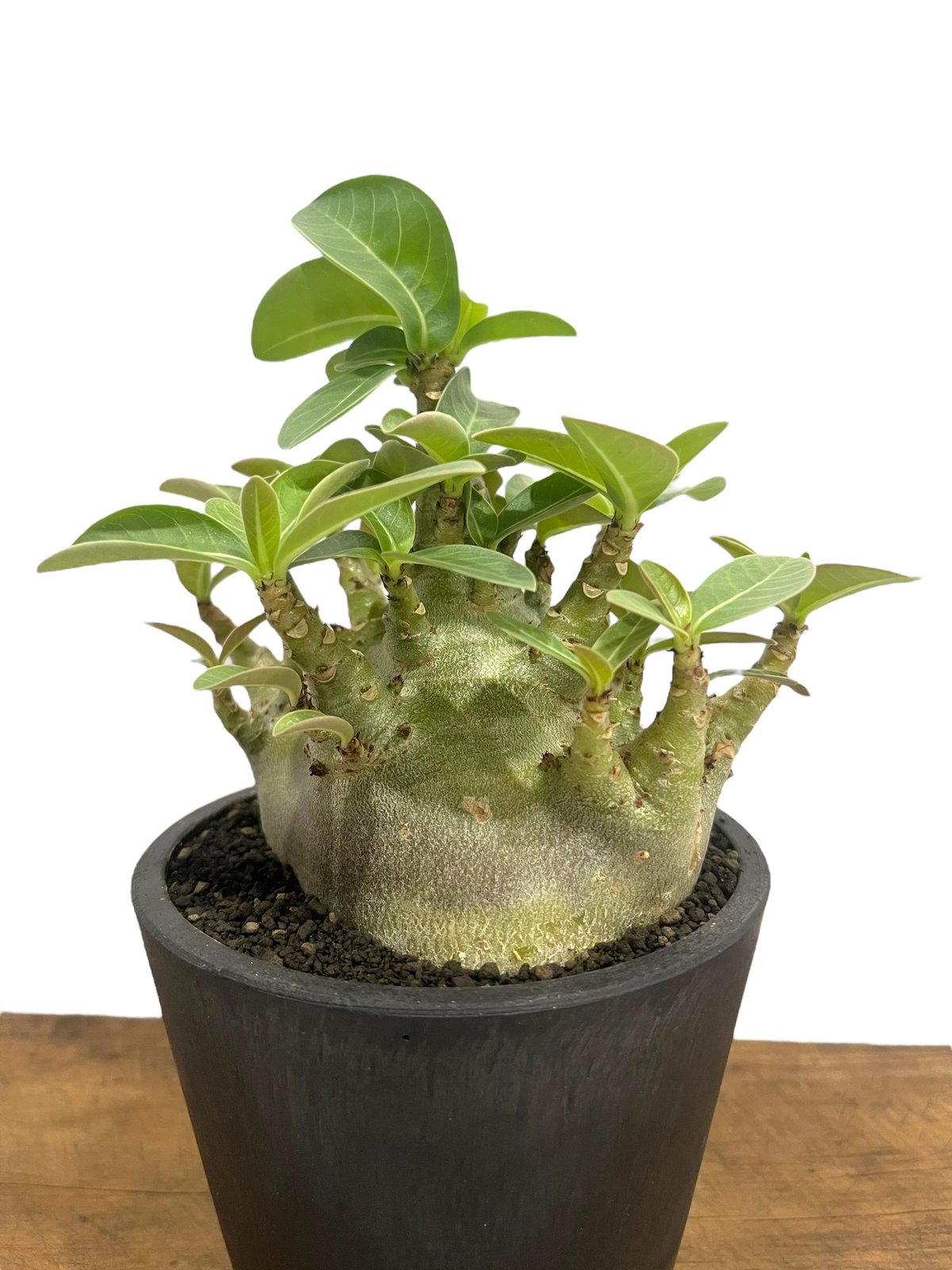 アデニウム アラビカム スーパー ドワーフ “ブラック” 「Adenium