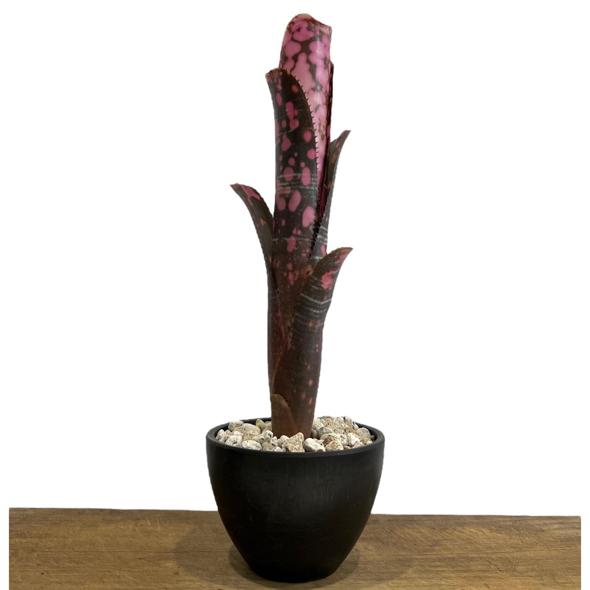 ビルベルギア インセンディアリー デライト 「Billbergia Incendiary De