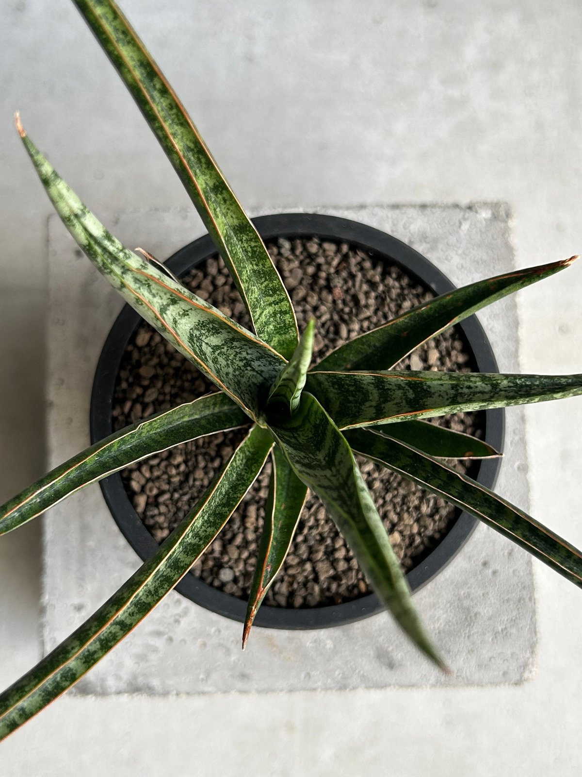 サンセベリア コヨーテ「Sansevieria Coyote」92L | SHOUCHIKUEN