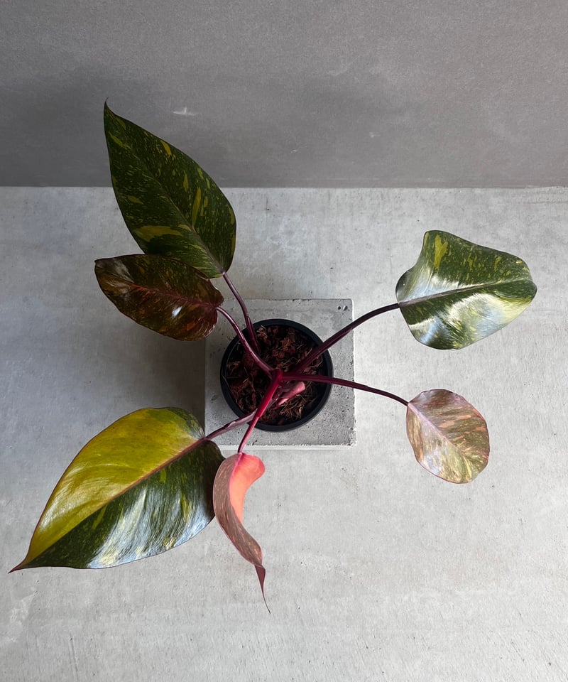 フィロデンドロン オレンジ プリンセス ギャラクシー