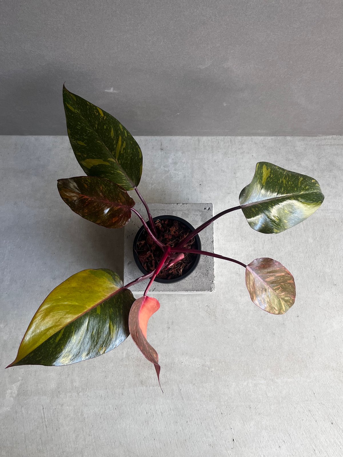 超希少❗️サイズ大❗️猫チップ❗️透明鉢❗️フィロデンドロン　オレンジプリンセス✨ 希少サイズ】フィロデンドロン・プリンスオブオレンジ | SHELF