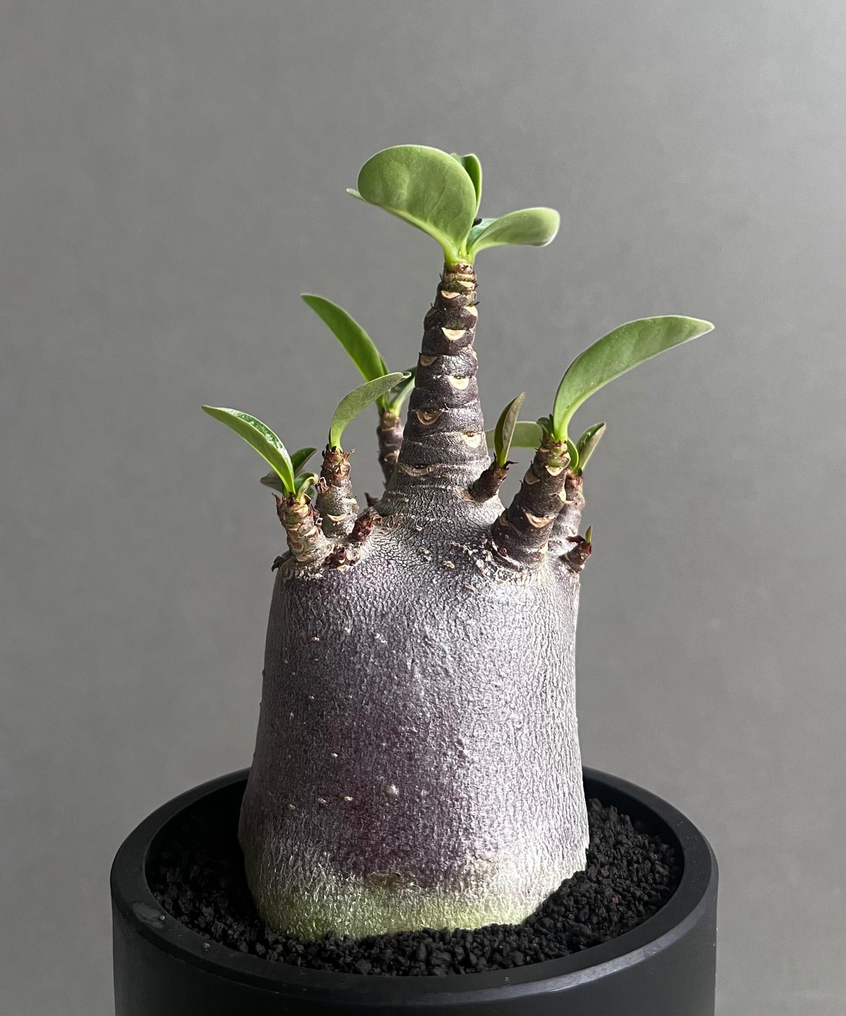 【激レア/ブラックスキン/ドワーフ 】アデニウム スーパーレッド A-9 鉢植え 激レア/ブラックスキン/ドワーフ 】アデニウム スーパーレッド A-9 鉢植え