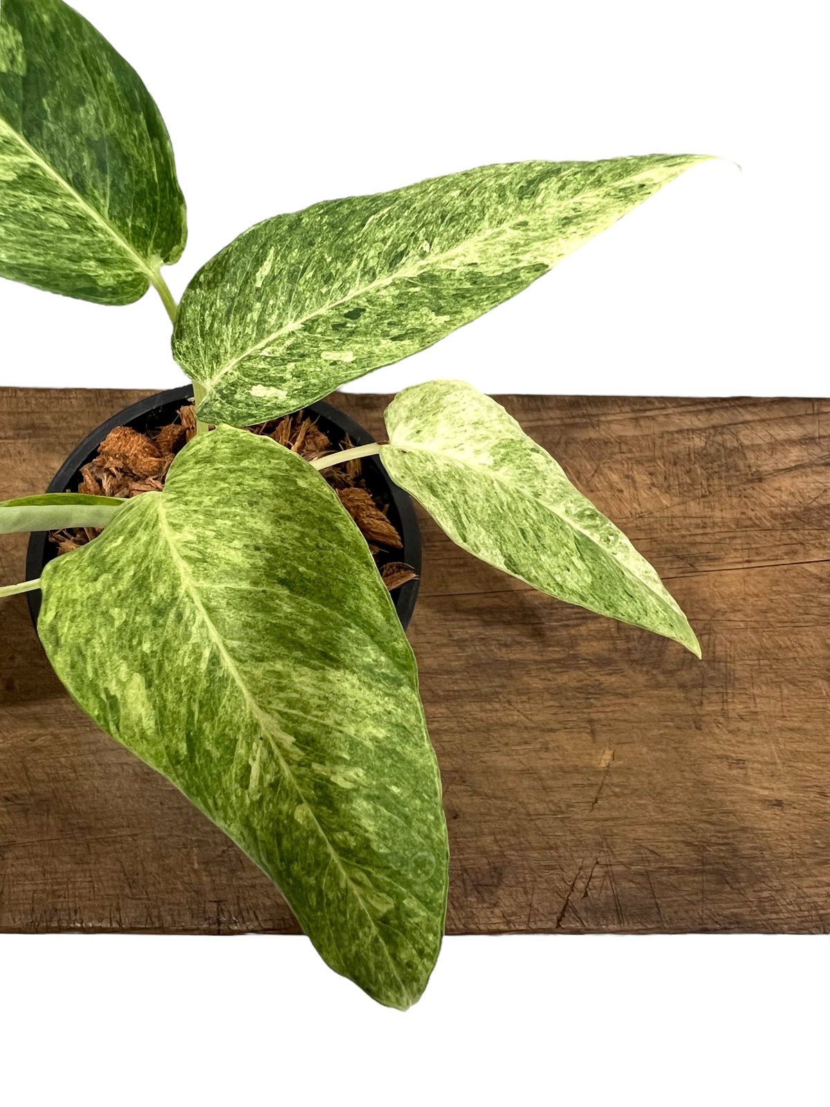 スキスマトグロティス sp. サウザン タイランド 「Schismatoglottis sp.