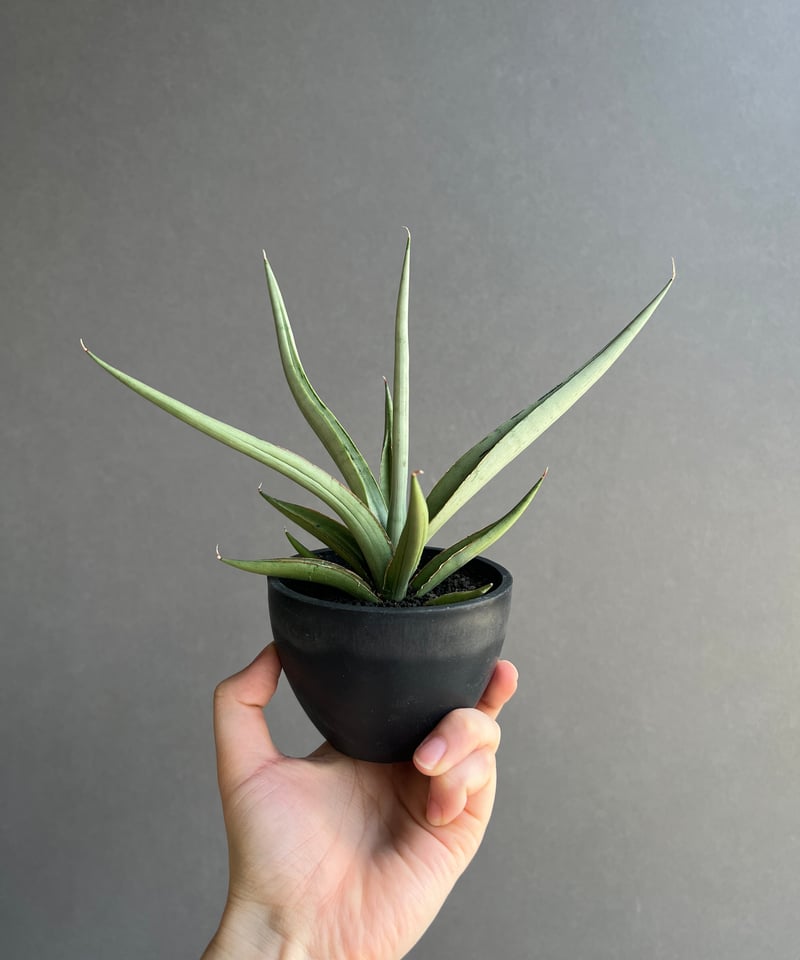 ⭐︎本物⭐︎【超希少】サンスベリア　ダンシングドラゴン　Dancing Dragon サンセベリア ダンシング ドラゴン 「Sansevieria Dancing