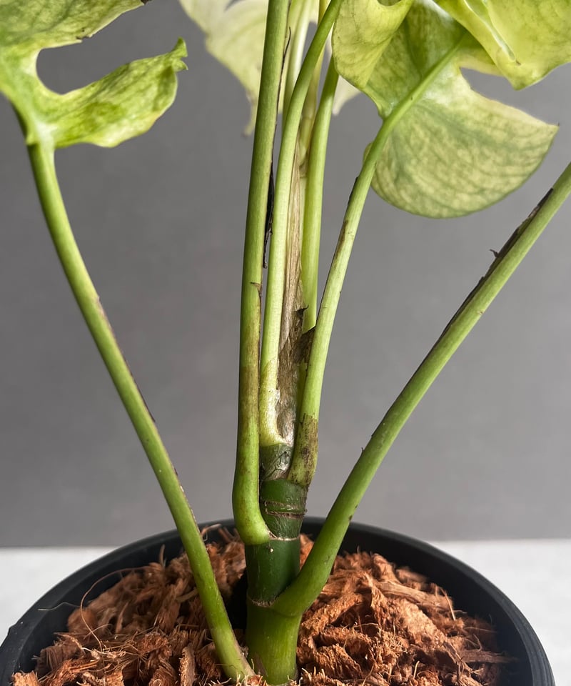 ラフィドフォラ ジニー ホワイト モンスター 「Rhaphidophora Ginny Whi