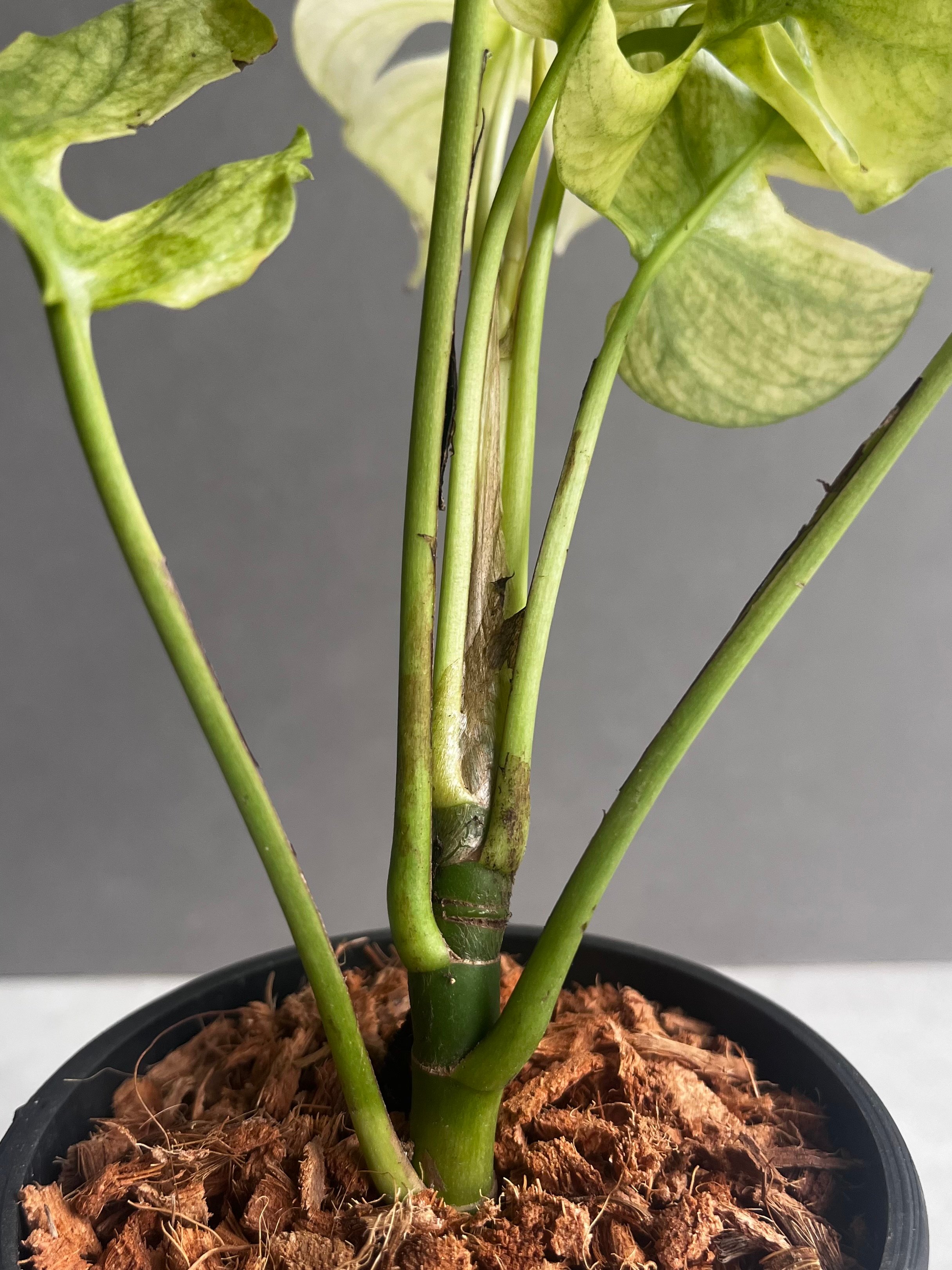 ラフィドフォラ ジニー ホワイト モンスター 「Rhaphidophora Ginny Whi