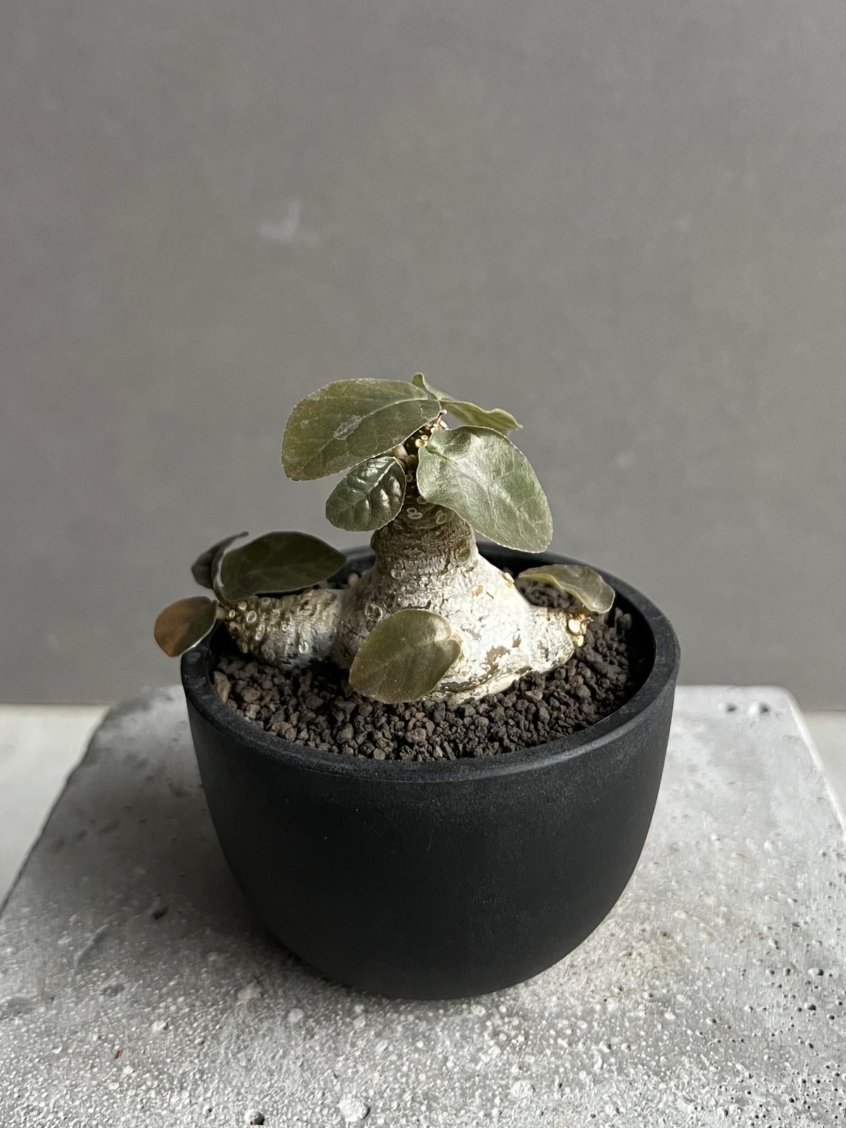 ドルステニア フォエチダ 大株 多頭株 ドルステニア・フォエチダ| 種 ドルステニア フォエチダ 大株 多頭株 ドルステニア・フォエチダ| 種