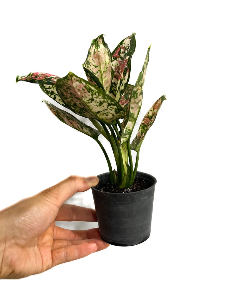 アグラオネマ アンヤマニー トリカラー「Aglaonema Unyamanee