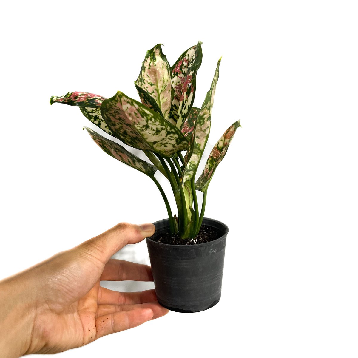 アグラオネマ アンヤマニー トリカラー「Aglaonema Unyamanee