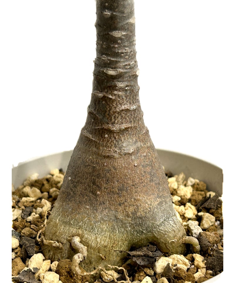 【極美株】アデニウム ソコトラナム 選抜株/ Adeniumsocotranu 極美株】アデニウム ソコトラナム 選抜株/ Adeniumsocotranu