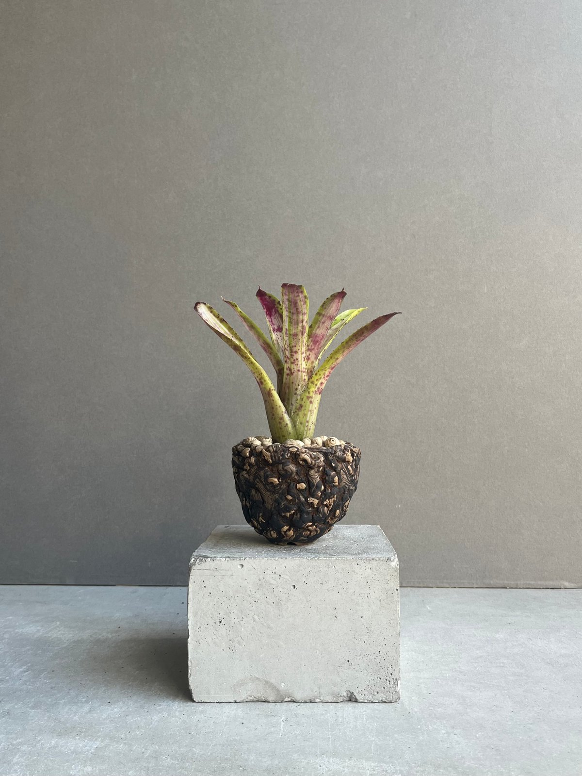 ネオレゲリア クリッシー + plantsmonsters pot 「Neoregelia c