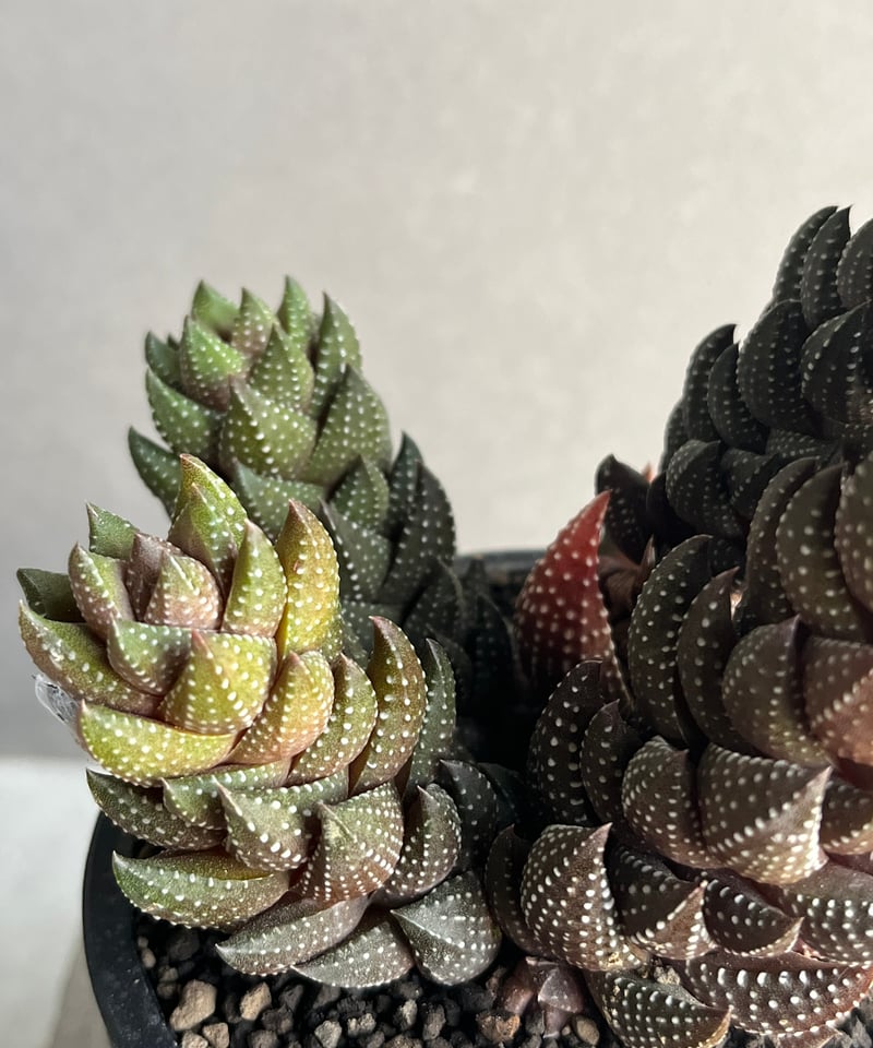 ハオルチア “九輪塔”（くりんとう）「Haworthia reinwardtii var. c