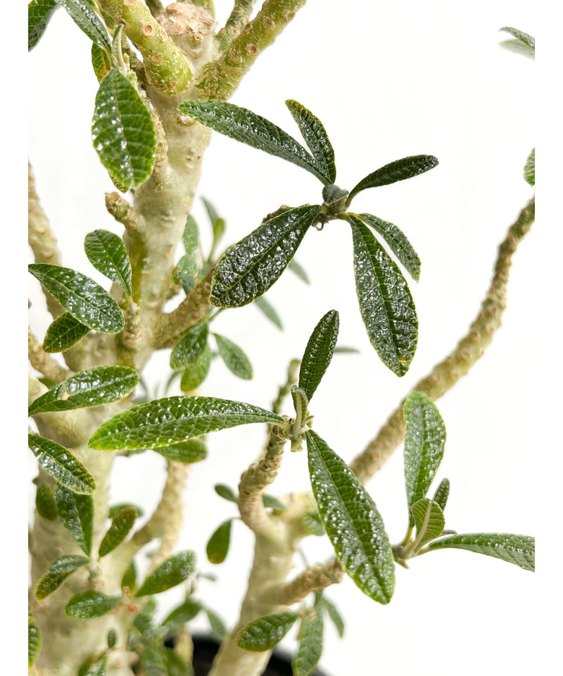 ドルステニア ギガス 実生苗「Dorstenia gigas (seedling)」5/29- ドルステニア ギガス 実生苗「Dorstenia gigas (seedling)」5/29-