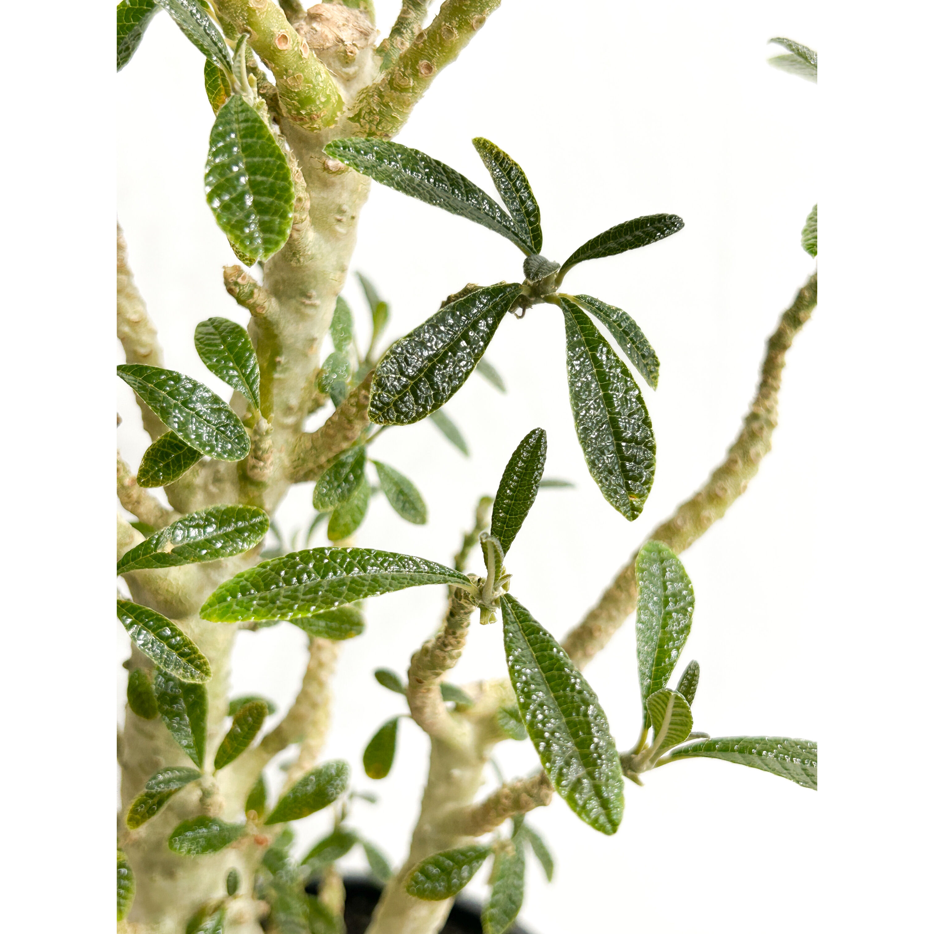 ドルステニア ギガス 実生苗「Dorstenia gigas (seedling)」5/29-