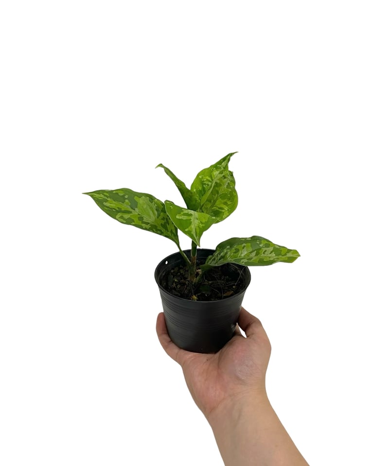 アグラオネマ ピクタム トリカラー「Aglaonema pictum tricolor」10P