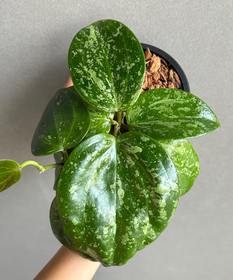 ホヤ ラティフォリア スノー クイーン 「Hoya latifolia Snow Queen」