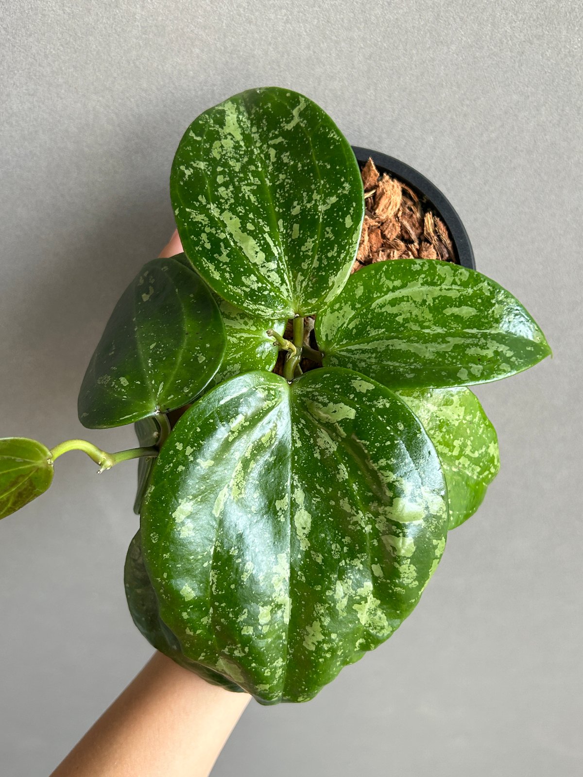 ホヤ ラティフォリア スノー クイーン 「Hoya latifolia Snow Queen」