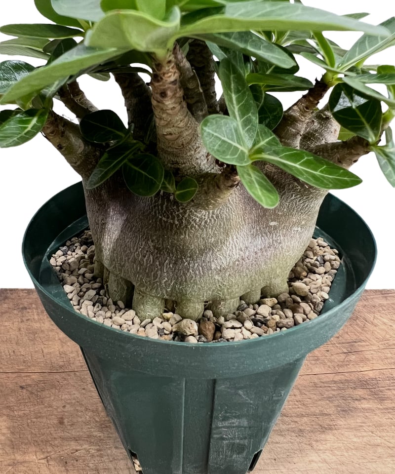 アデニウム アラビカム スーパー ドワーフ タイプ 「Adenium arabicum