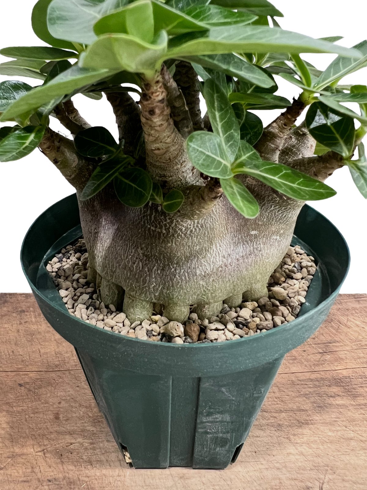 アデニウム・アラビカム・スーパードワーフ アデニウム アラビカム スーパー ドワーフ タイプ 「Adenium arabicum