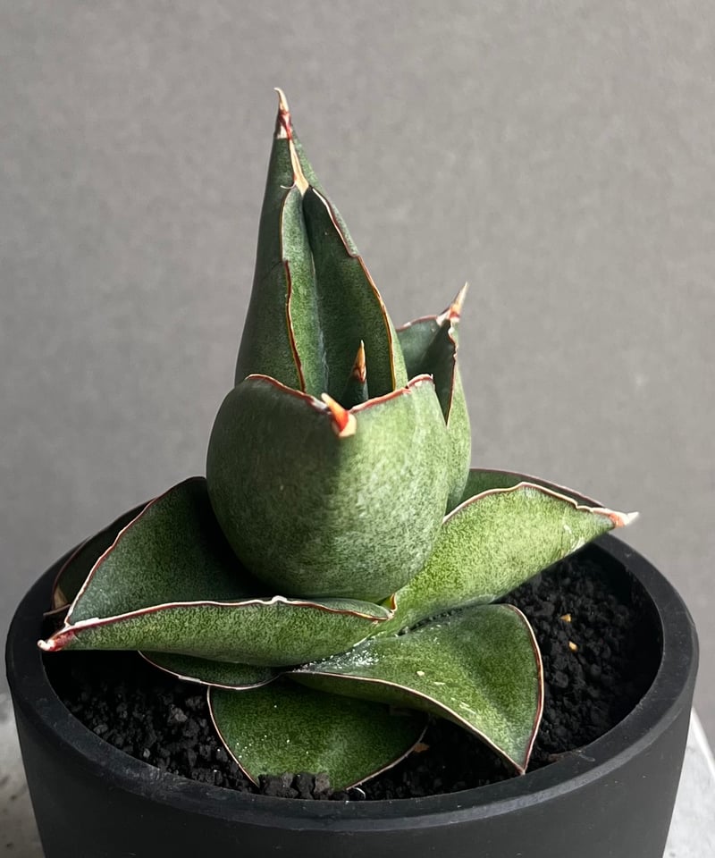 サンセベリア オペラ ハウス 「Sansevieria Opera House 」96A |