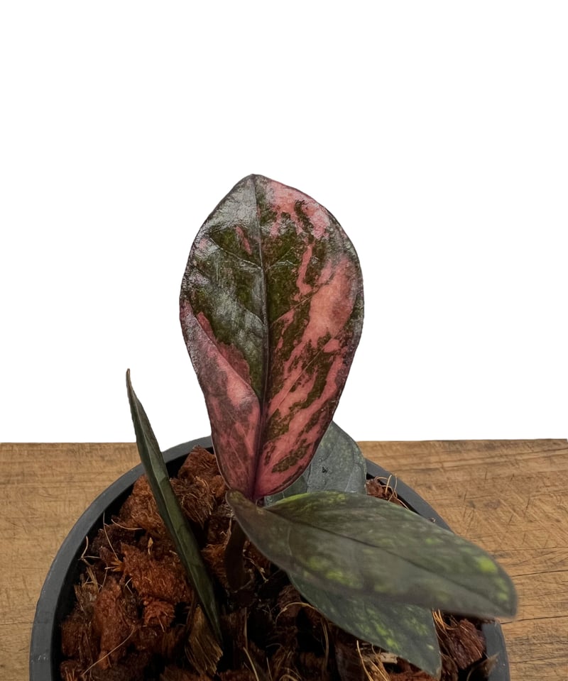 ザミオクルカス ピンク ブラック 斑入り 🌟ヤフオク出品中🌟 **ザミオクルカス ブラック ピンク