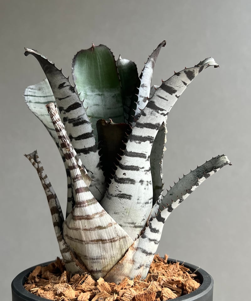 エクメア チャンティニー ブラック セレクト 「Aechmea chantinii Black