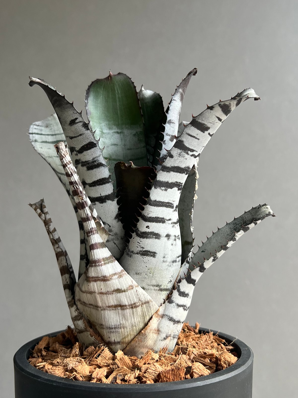 エクメア チャンティーニ ブラックセレクトA1 エクメア チャンティニー