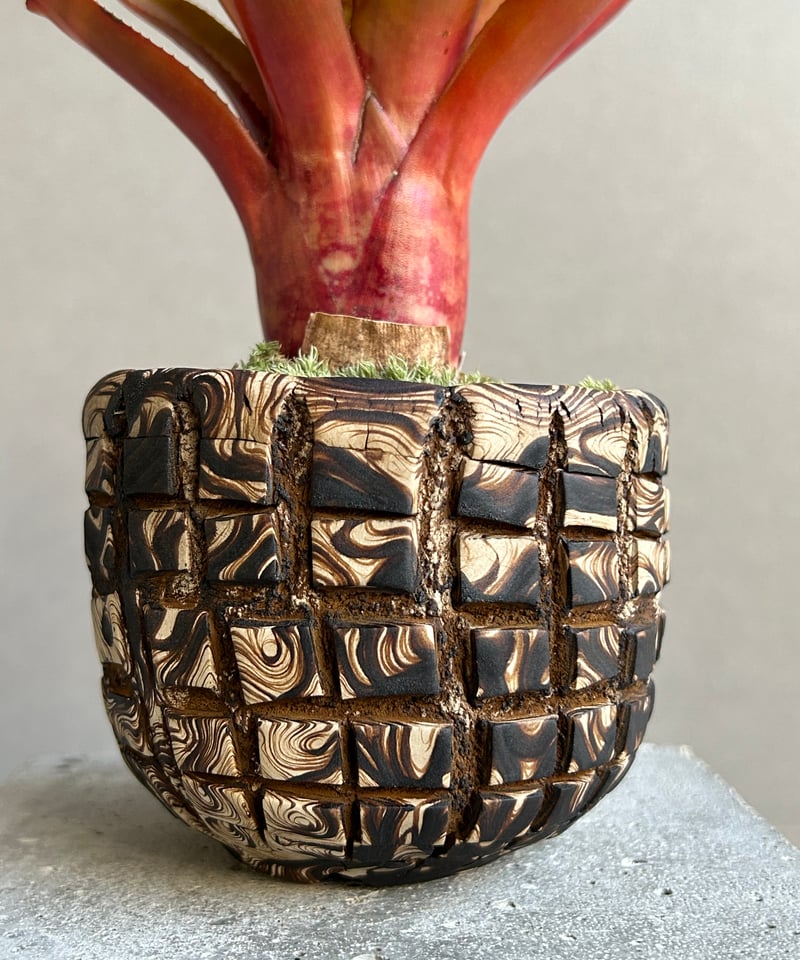 ネオレゲリア ワイルド タイガー + plantsmonsters pot「Neoregeli
