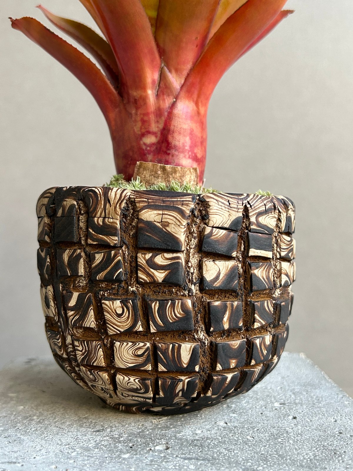 ネオレゲリア ワイルド タイガー + plantsmonsters pot「Neoregeli