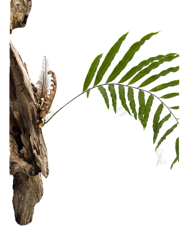 ドリナリア リギデュラ 新芽【Drynaria rigidula 】 E101 超希少 現品【Drynaria rigidula `whitei 】 ドリナリア