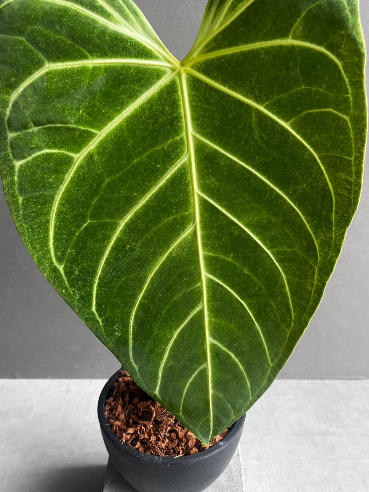 アンスリウム レガレ(コロンビア/ペルー) 「Anthurium regale (Colomb