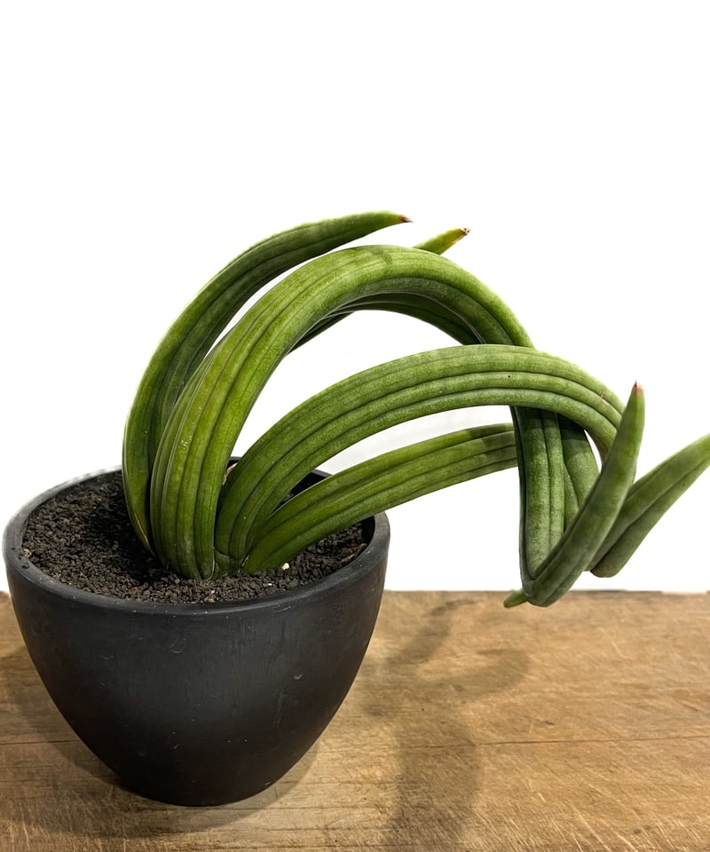 サンセベリア アンヤマニー ハイブリッド “トルネード”「Sansevieria