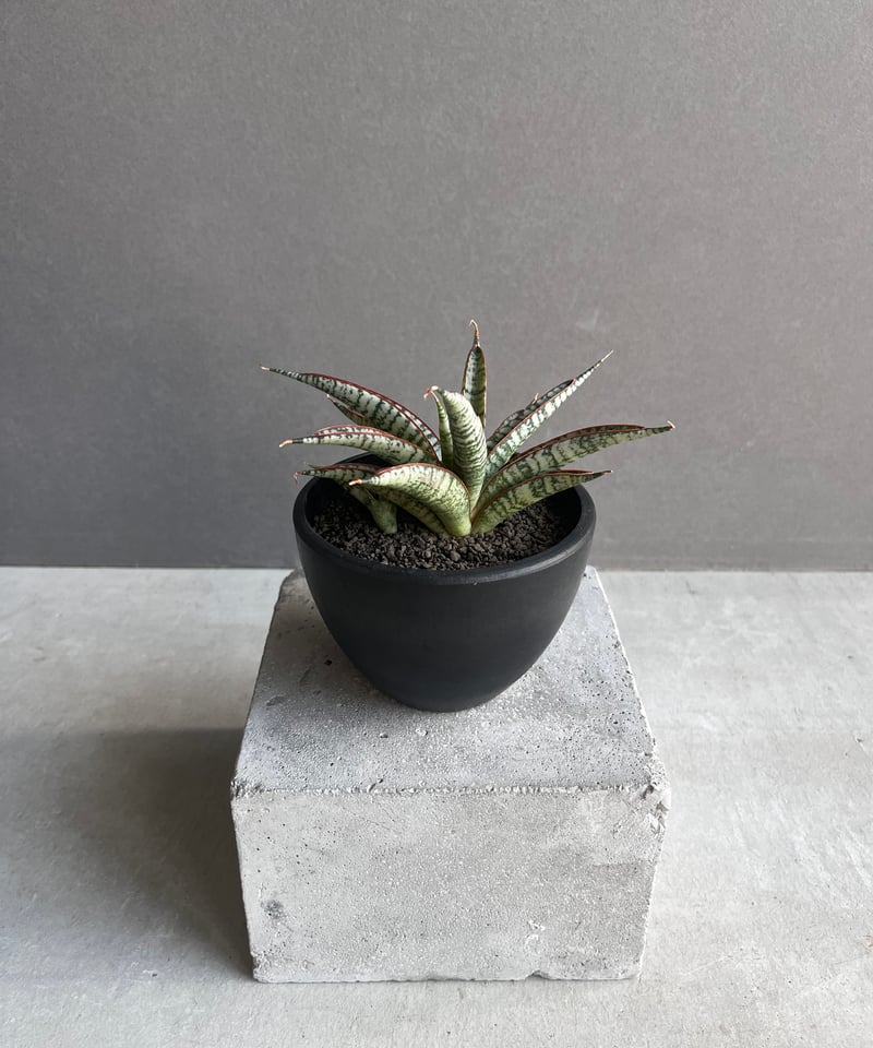 EMP サンセベリア サンシャイン エンジェル / 完成品 SA365 fit=scale