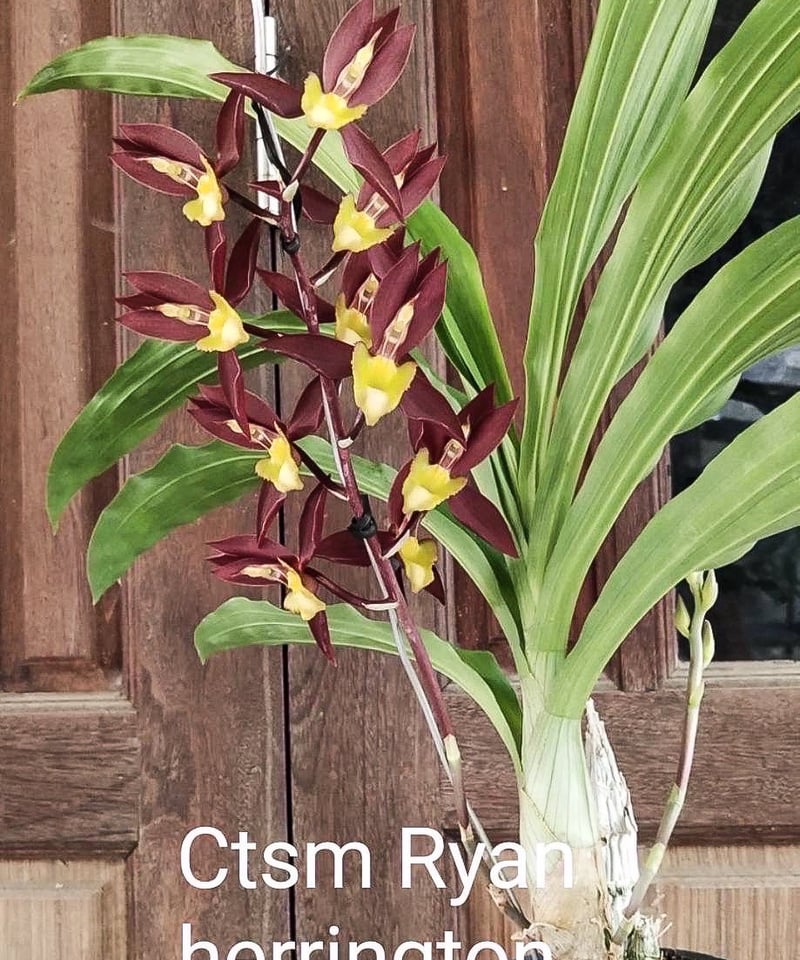 洋らん 洋蘭 タケノコ蘭 Ctsm. Ryan Harrington 開花株 カタセタム ライアン ハリントン「Catasetum Ryan Harrington」27G