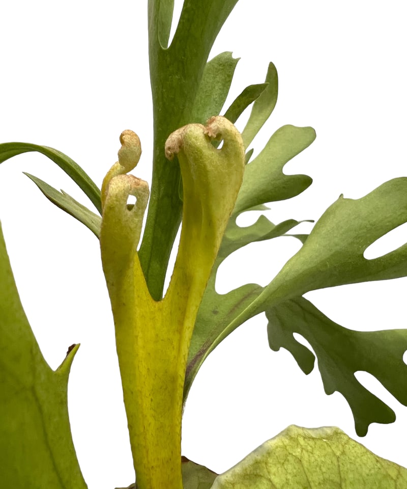 ビカクシダ リドレイ(by ヌクル) 「Platycerium ridleyi (by Nuk