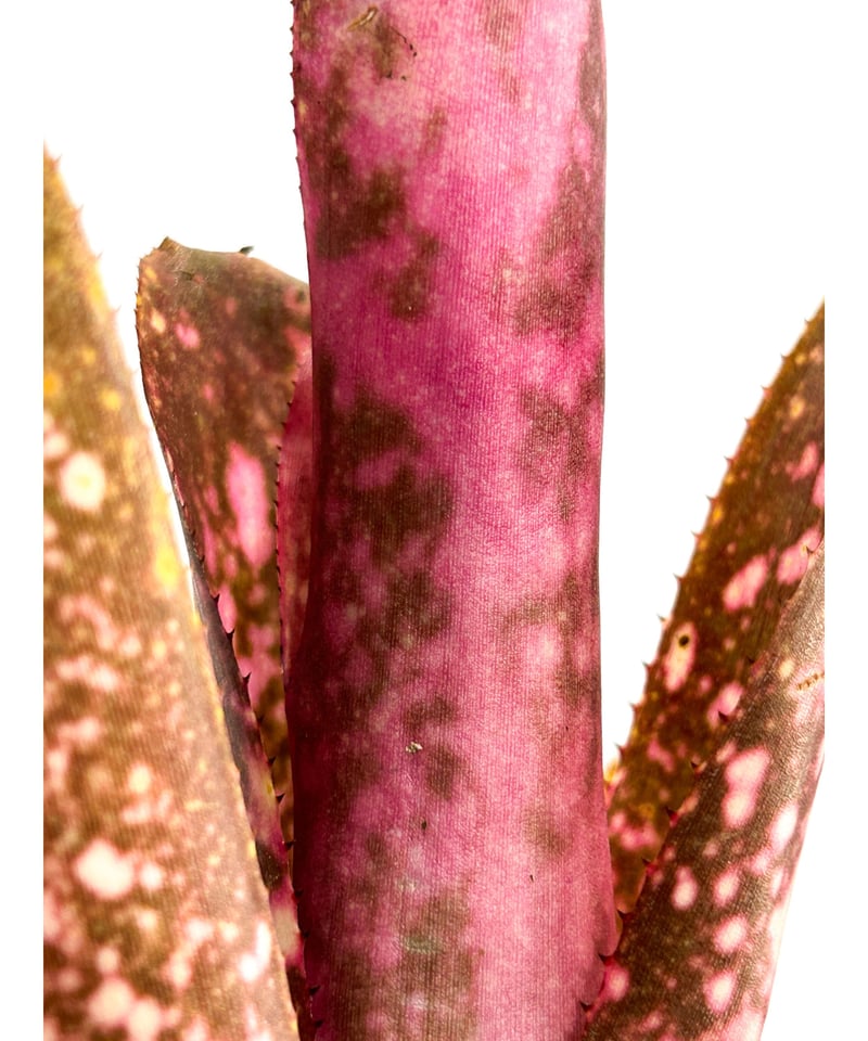 ブロメリア・エアープランツ Billbergia Cherry glow ビルベルギア チェリーグロウ「 Billbergia Cherry Glow 」3/10-77