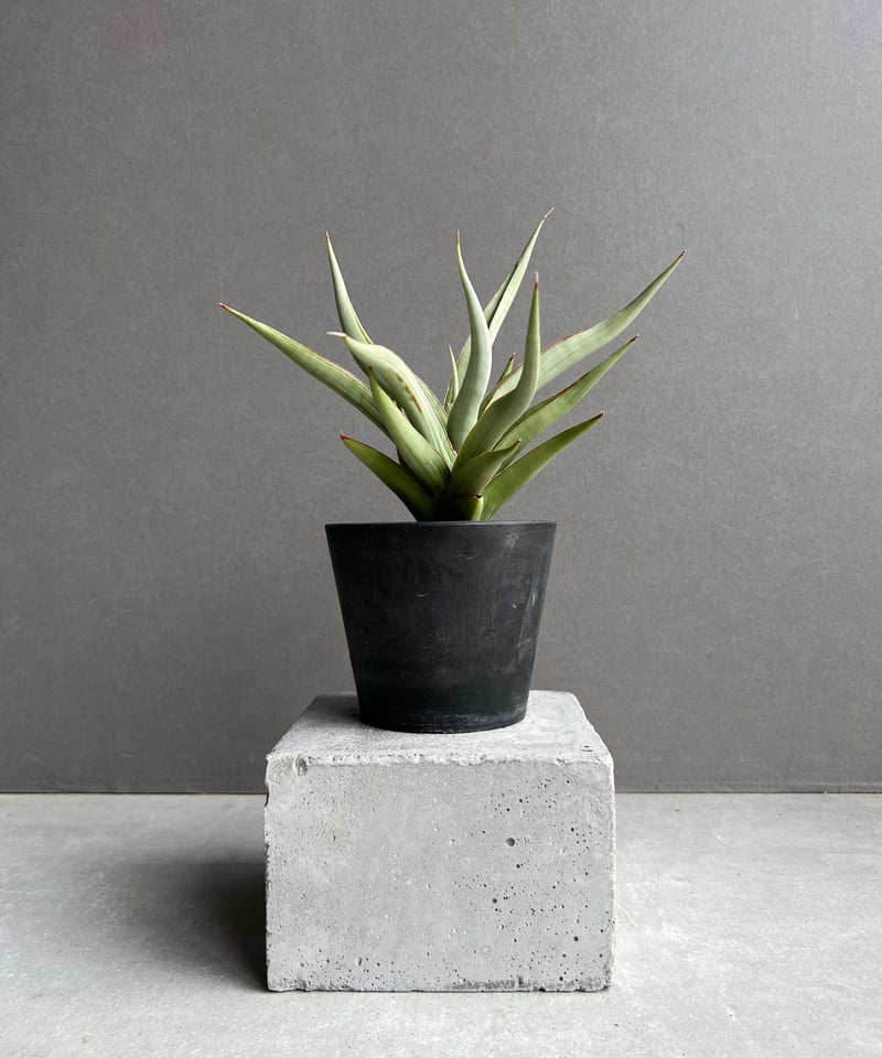 サンセベリア バイ-ビッド 「Sansevieria Bi-Bid (by Unyamanee