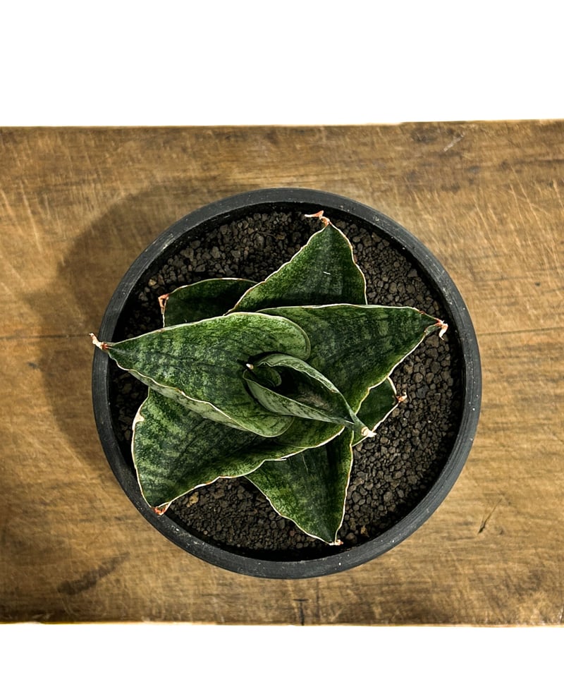 サンセベリア アンヤマニー ハイブリッド「Sansevieria Unyamanee Hybr