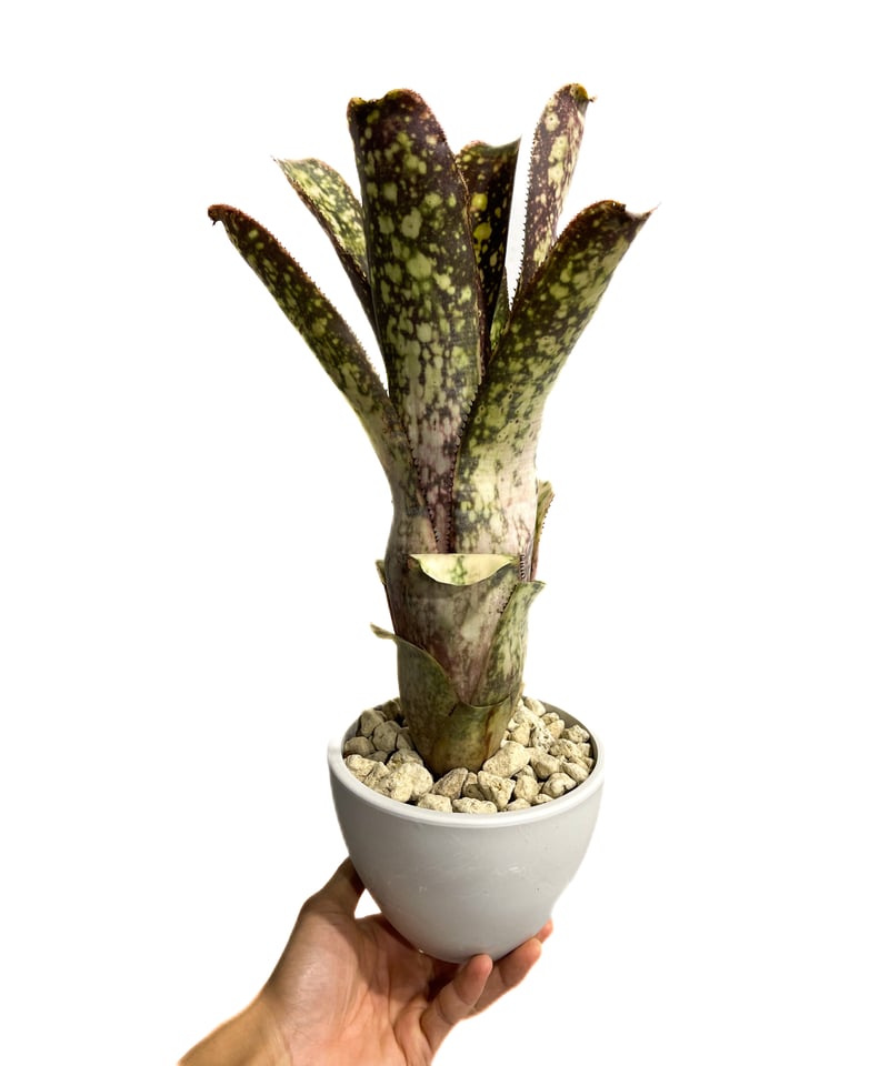 ビルベルギア コラン マジック「Billbergia Kolan Magic」76G-4 |