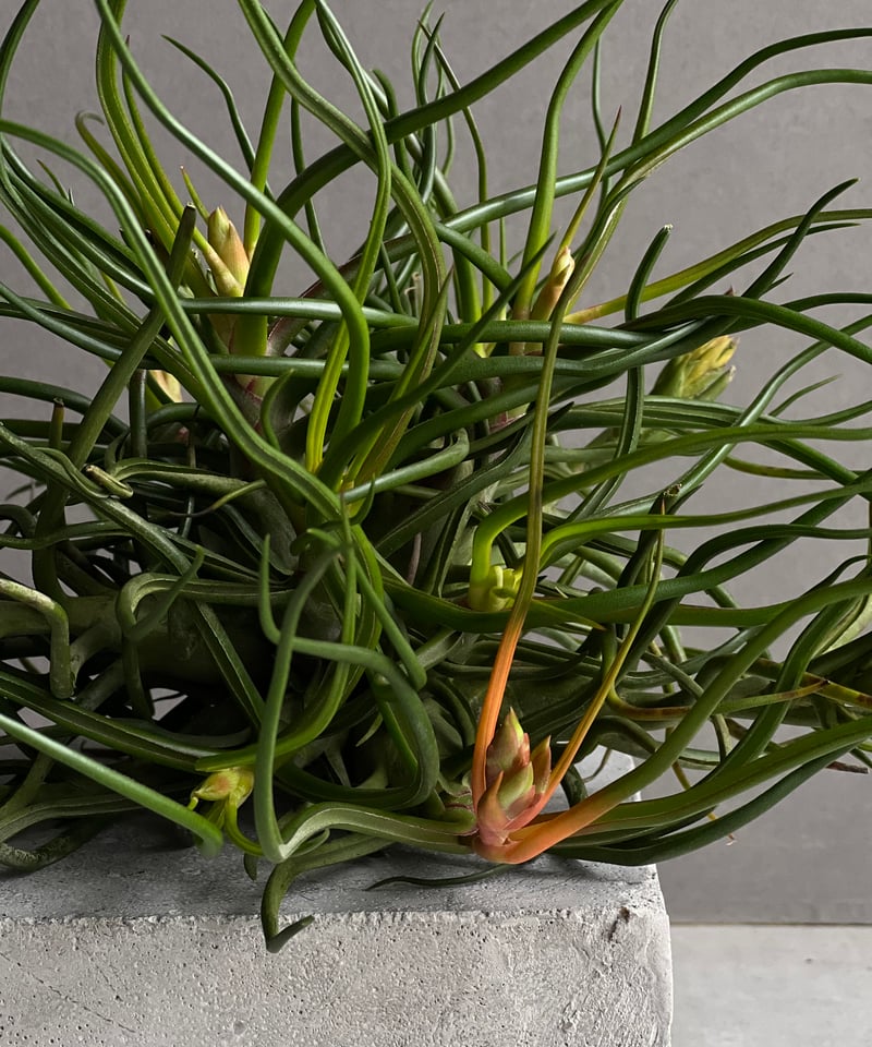 Tillandsia Bulbosa Freak Show 速達発送 現品】チランジア・ブルボーサ・フリークショウ T. bulbosa