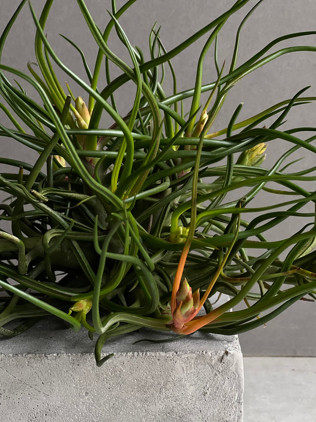 ティランジア ブルボーサ クランプ (実生苗) 「Tillandsia bulbosa clu