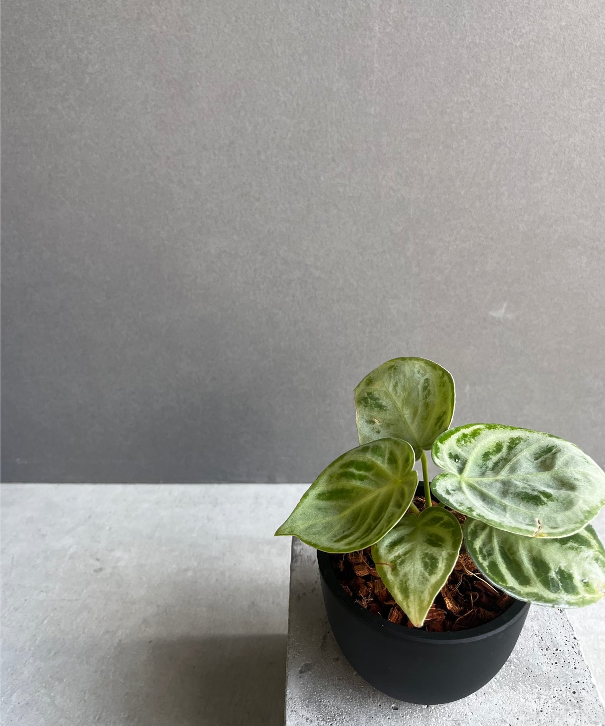 アンスリウム ドラヤキ シルバー 「Anthurium Dorayaki Silver アンスリウム ドラヤキ シルバー 「Anthurium Dorayaki Silver