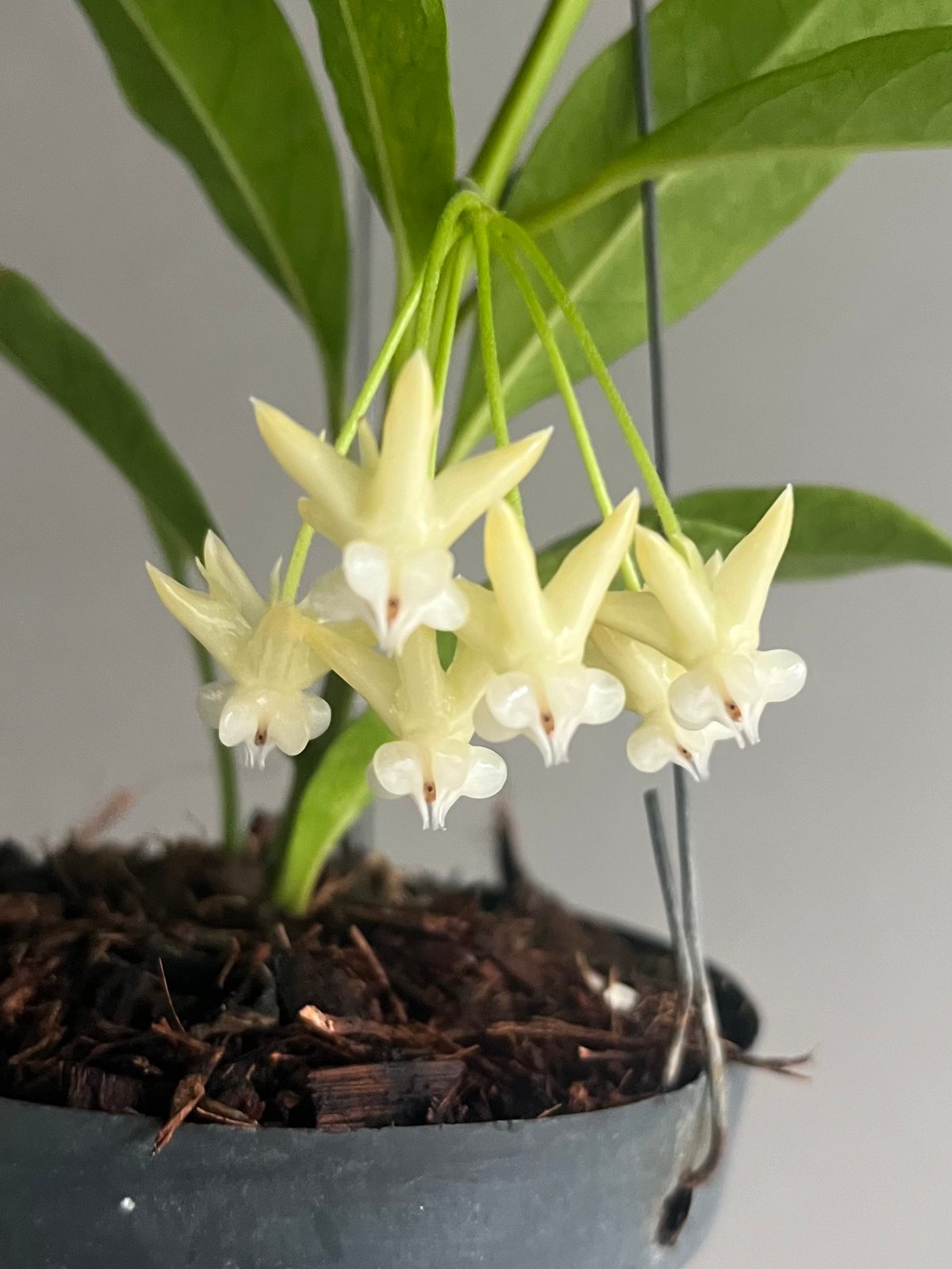 レア　珍種　ホヤ　Hoya Icensis splash サクララン レア 珍種 ホヤ Hoya Icensis splash サクララン