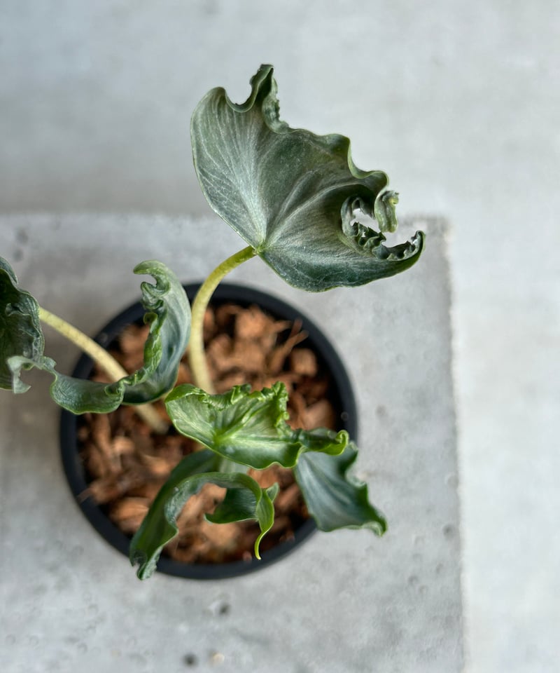 アロカシア ホーリー グレイル “ドワーフ”「Alocasia Holy Grail “ Dw