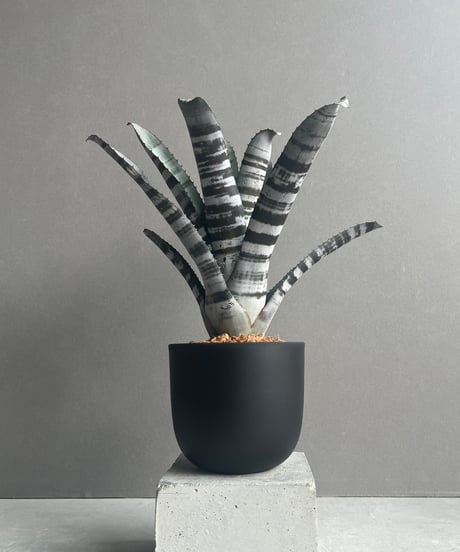 エクメア チャンティニー ブラック セレクト 「Aechmea chantinii Black Select」78M
