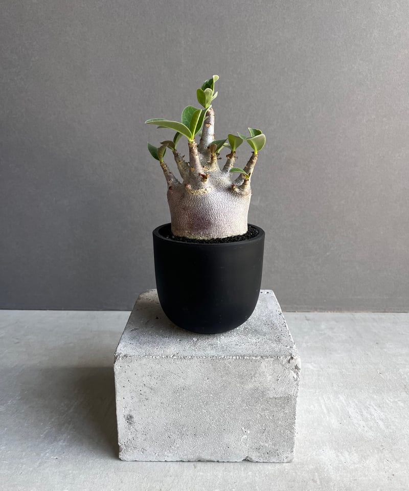 アデニウム アラビカム スーパー ドワーフ “ブラック” 「Adenium
