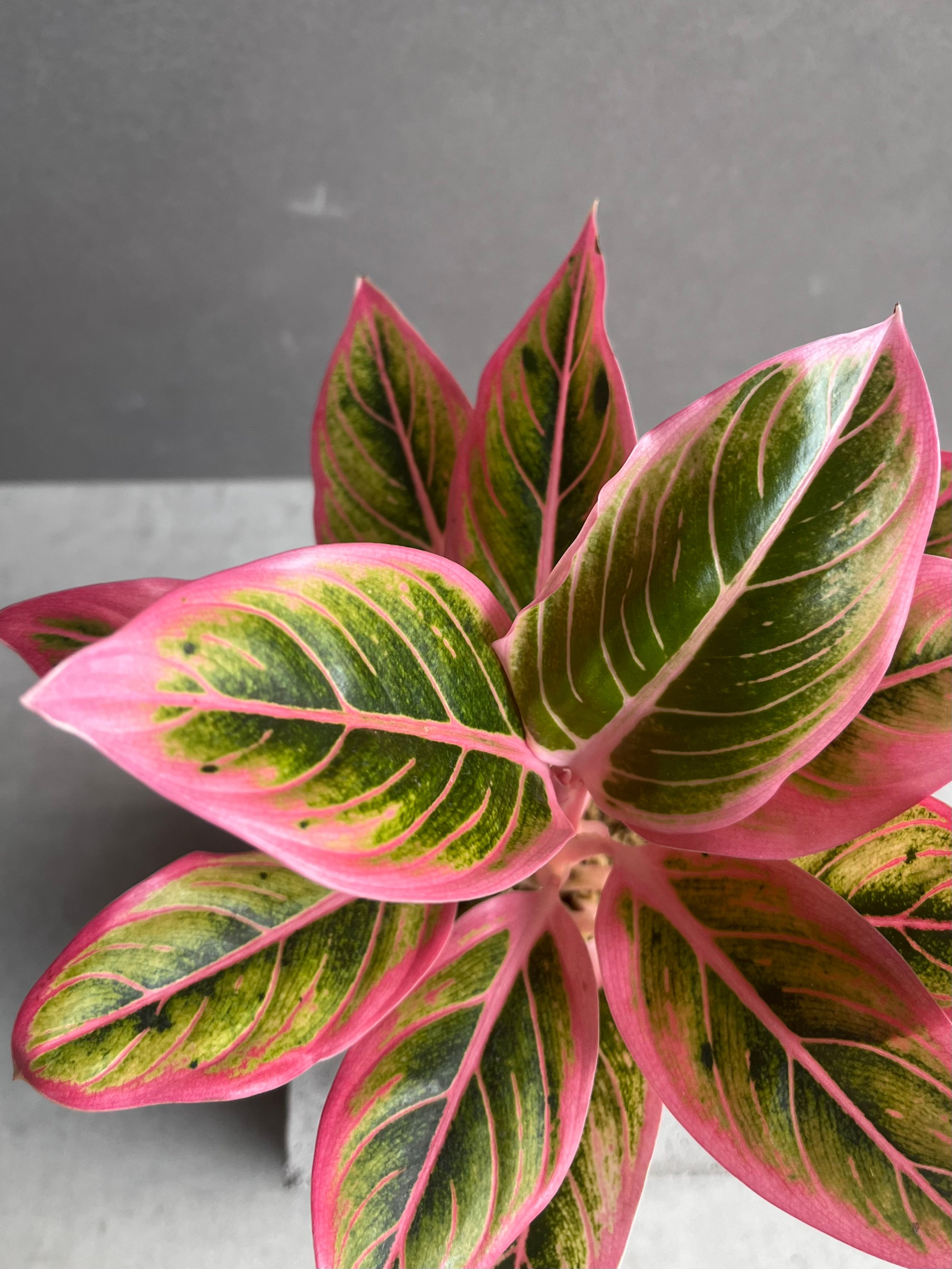 アグラオネマ ロータス デライト 「Aglaonema Lotus Delight」80Z |