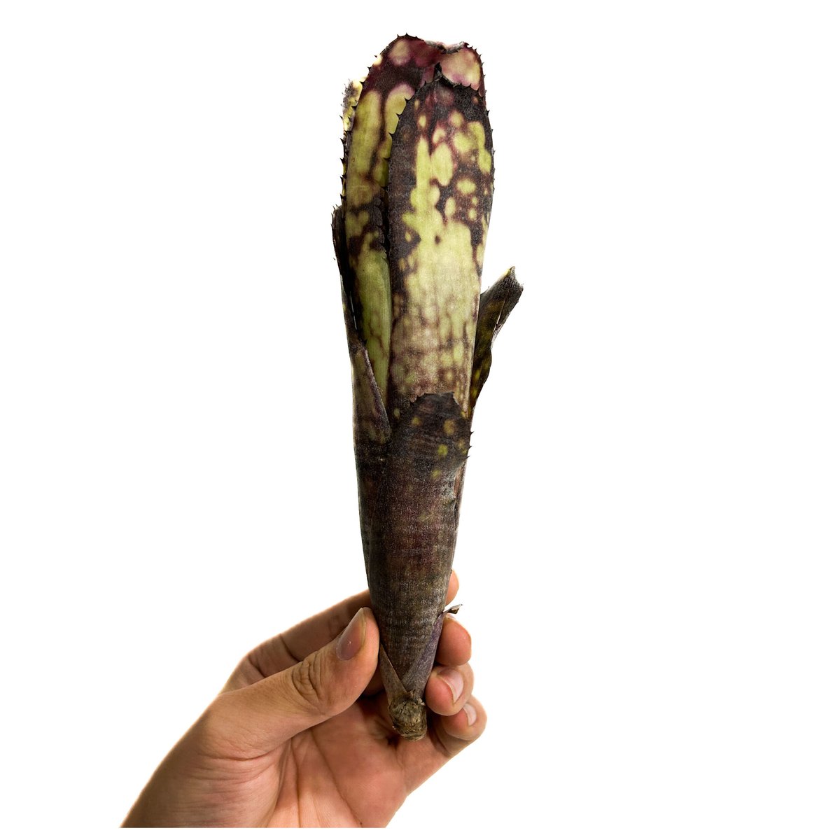 Billbergia Black Pearl① 抜き苗 タンクブロメリア Billbergia Black
