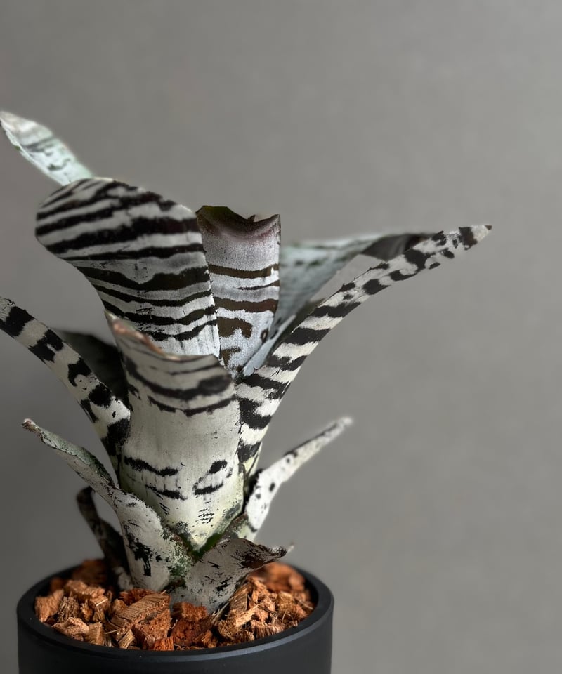 エクメア チャンティニー ブラックアイス エクメア チャンティニー ブラック アイス 「Aechmea chantinii
