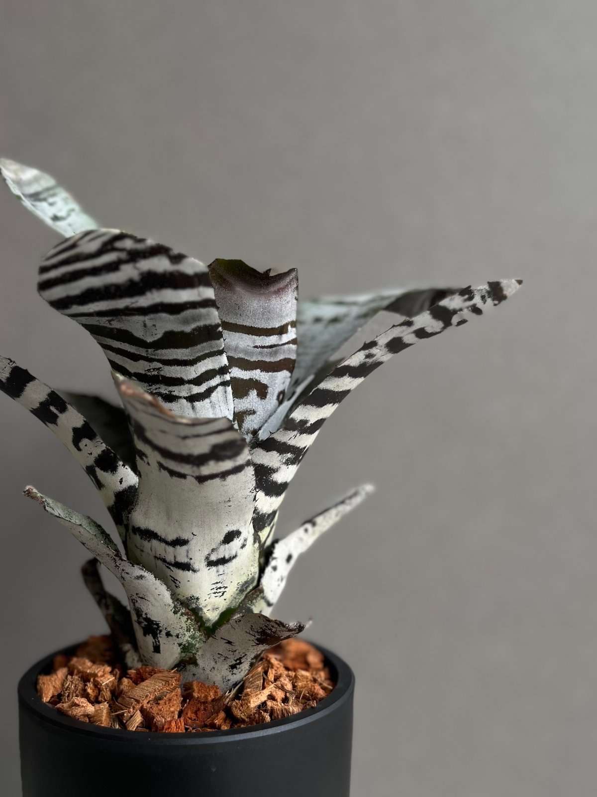 Aechmea chantinii 'Black Ice'〔エクメア〕A166 エクメア チャンティニー ブラック アイス 「 Aechmea chantinii